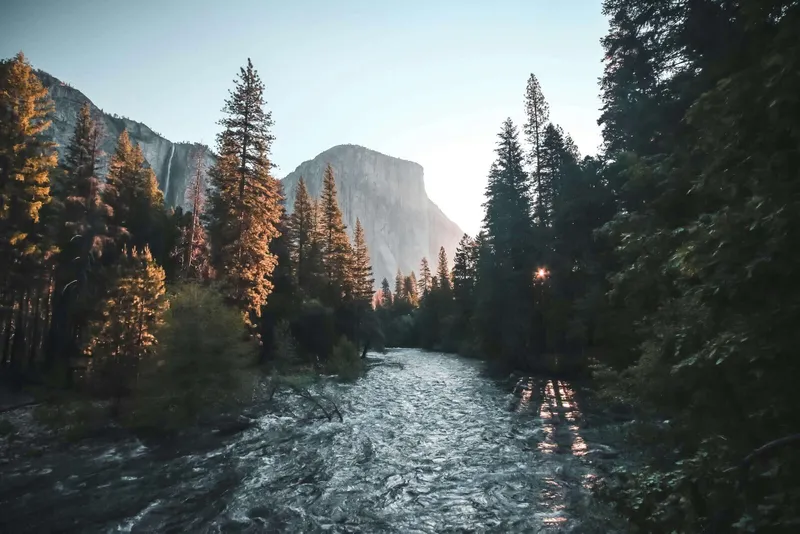 A flowing river winds through a forest of tall pine trees with sunlit mountains rising in the background during golden hour